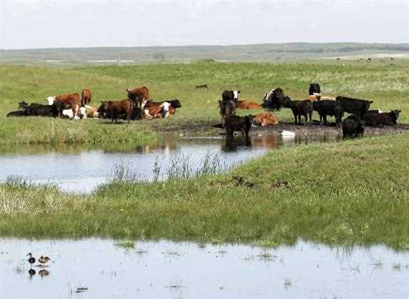 Cows laying on grass